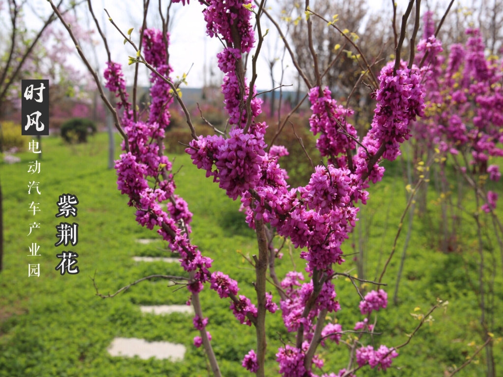 杏彩体育电动工业园紫；